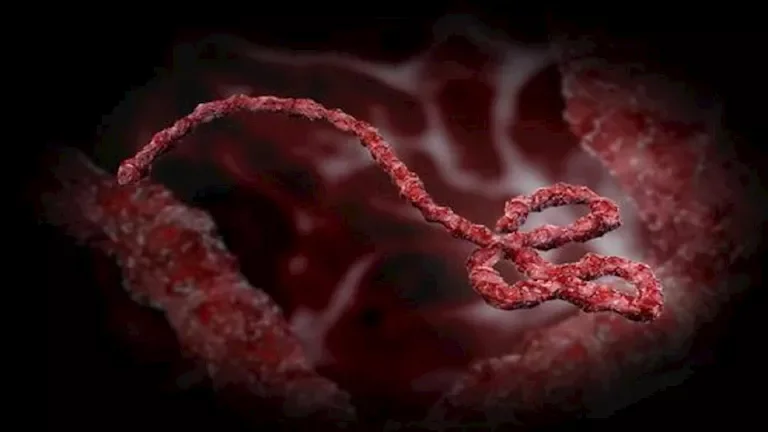 إطلاق خطة للاستعداد لتفشي إيبولا من قبل مراكز أفريقيا لمكافحة الأمراض والصحة العالمية