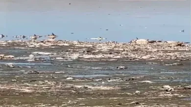 إغلاق بحيرة أمريكية معروفة بسبب نفوق شبه كامل لأسماكها