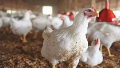 الزراعة تؤكد أهمية الحفاظ على صحة الدواجن لضمان منتجات آمنة ودعم المنتج المحلي