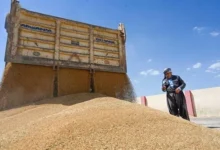 محافظ الأنبار يعلن تحقيق الاكتفاء الذاتي من محصول الحنطة