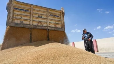 محافظ الأنبار يعلن تحقيق الاكتفاء الذاتي من محصول الحنطة