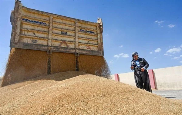 محافظ الأنبار يعلن تحقيق الاكتفاء الذاتي من محصول الحنطة