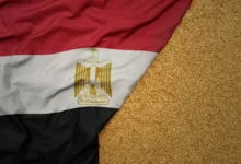 مصر تسعى لزيادة واردات القمح من بولندا وتعزيز التعاون في تخزين الحبوب