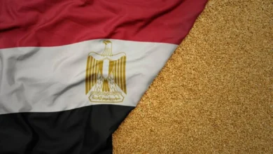 مصر تسعى لزيادة واردات القمح من بولندا وتعزيز التعاون في تخزين الحبوب
