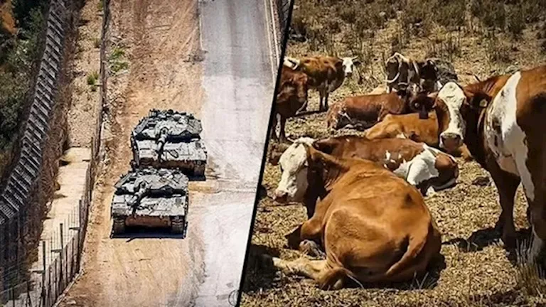 إسرائيل تستخدم الأبقار لتعزيز السيطرة على أراضٍ في جنوب سوريا