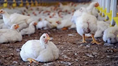 اكتشاف إصابة جديدة بإنفلونزا الطيور في أستراليا تؤكد 6 حالات في 3 ولايات
