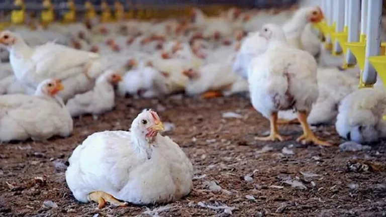 اكتشاف إصابة جديدة بإنفلونزا الطيور في أستراليا تؤكد 6 حالات في 3 ولايات 1 اكتشاف إصابة جديدة بإنفلونزا الطيور في أستراليا تؤكد 6 حالات في 3 ولايات