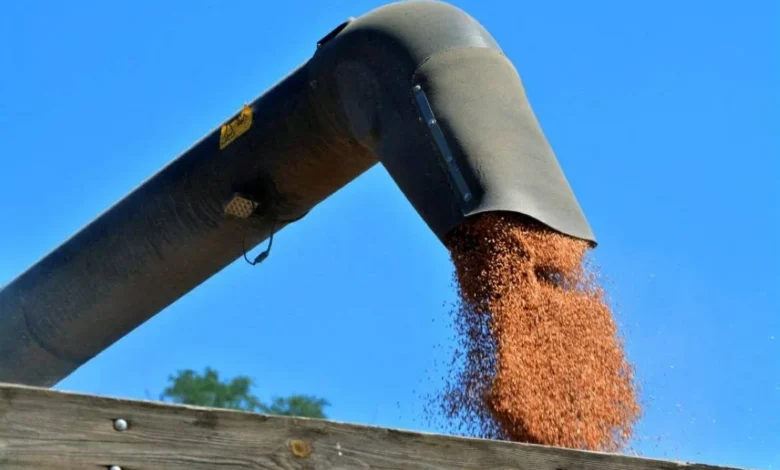 أزمة البحر الأسود تعيد هيكلة تجارة الحبوب على المستوى العالمي