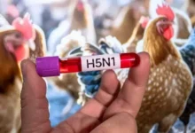 أستراليا تسجل أول حالة إصابة بفيروس إنفلونزا الطيور H5N1
