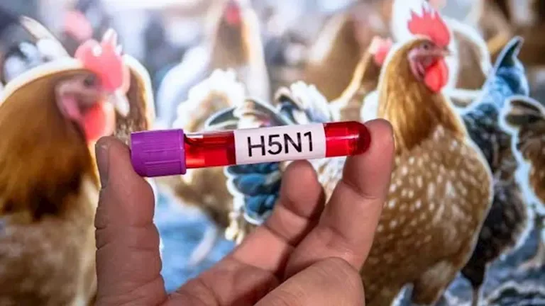 أستراليا تسجل أول حالة إصابة بفيروس إنفلونزا الطيور H5N1