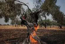 إخلاء مناطق واسعة في اليونان واستنفار بسبب حرائق الغابات