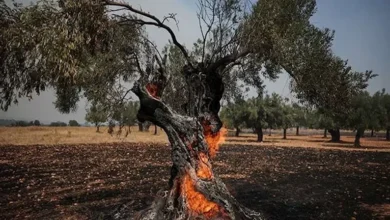 إخلاء مناطق واسعة في اليونان واستنفار بسبب حرائق الغابات