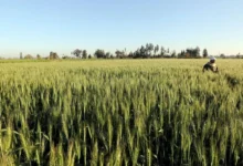 بنك ناصر الاجتماعي يعزز القطاع الزراعي في مصر بتوفير 5 آلاف فدان ومشروعات جديدة