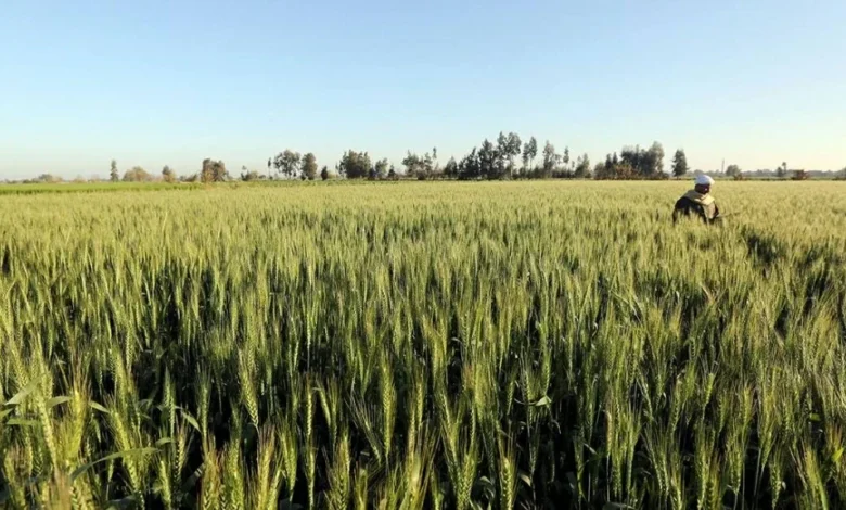 بنك ناصر الاجتماعي يعزز القطاع الزراعي في مصر بتوفير 5 آلاف فدان ومشروعات جديدة