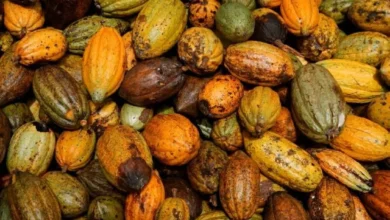 تأخر محصول الكاكاو في ساحل العاج يسبب ضغوطاً على حركة الموانئ