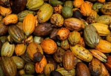 تأخر محصول الكاكاو في ساحل العاج يهدد حركة الشحن في الموانئ