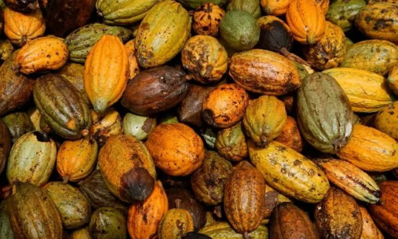 تأخر محصول الكاكاو في ساحل العاج يهدد حركة الشحن في الموانئ