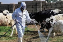 تسجيل 313 إصابة بالحمى النزفية و24 وفاة منذ بداية العام حسب وزارة الصحة