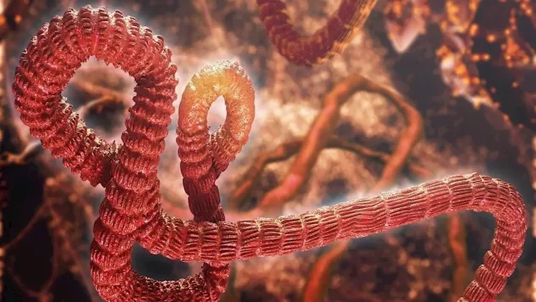 تفشي فيروس إيبولا في الكونغو يصل إلى مستويات غير مسبوقة