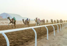 جوائز مهرجان ولي العهد للهجن 2026 تصل إلى 50 مليون ريال