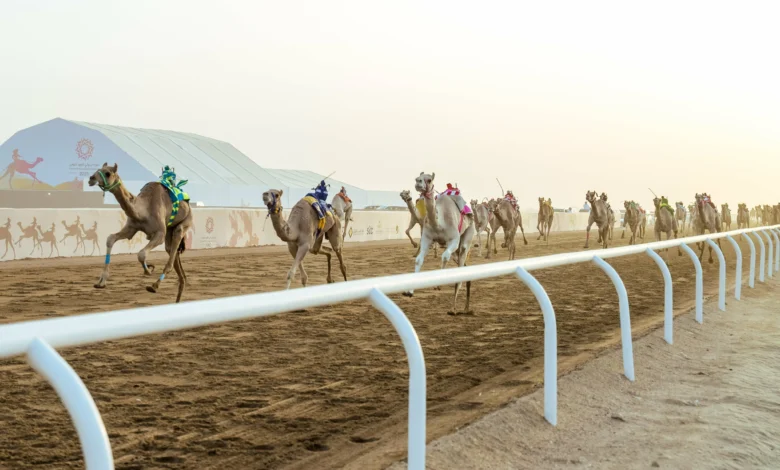 جوائز مهرجان ولي العهد للهجن 2026 تصل إلى 50 مليون ريال