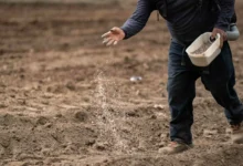 مكاسب مالية ضخمة لشركات الأسمدة في مصر نتيجة أزمة الشرق الأوسط