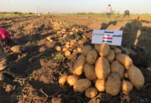 العراق يستورد كميات من البطاطس من إيران وتركيا ومصر خلال العام الماضي