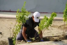 بغداد تستعد لزراعة 190 ألف شجرة وشجيرة ضمن خطة لتخضير العاصمة خلال فصل الخريف