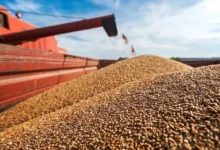 زيادة واردات الحبوب الروسية إلى المغرب في سبتمبر 2026
